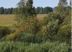 Ecologi_News_Release.jpg